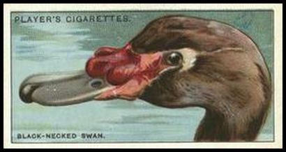 48 The Black necked Swan
